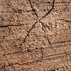 the end of the wooden bar. wood cut texture closeup