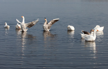 Summer poultry on the lake