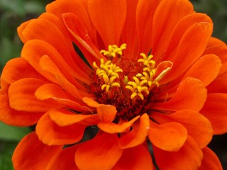 closeup of orange Zinnia Flower 