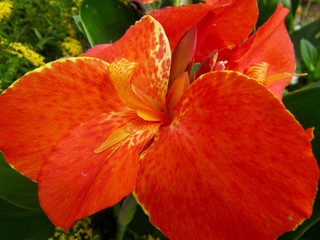 orange lily in garden