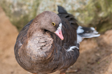 Dwarf Goose (Zwerggans, Feldgänse, Zwergblässgans, Anser erythropus) 