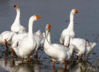 Summer poultry on the lake