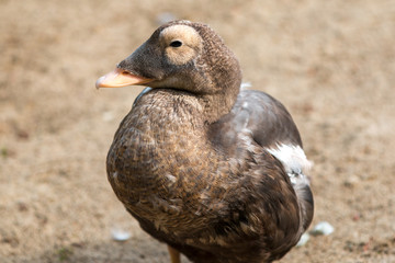 Eider Duck (Eiderente, Somateria mollissima)