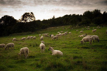 Sheep pasture in Poland