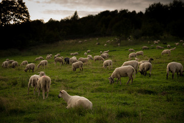 Obraz na płótnie Canvas Sheep pasture in Poland
