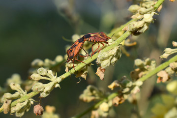 Brown marmorated stink bugs (Halyomorpha halys) are mating