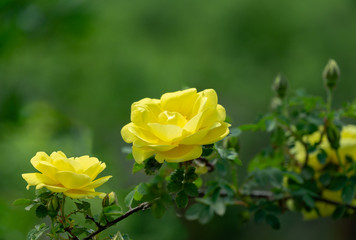Beautiful bright yellow roses with green leaf in sunshine on blurred green background. Selective focus. Lyric motif for design. There is a place for text