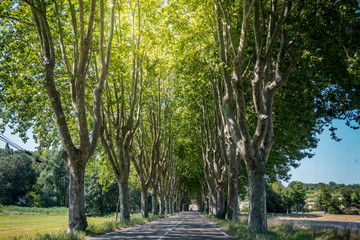 Typicla French plane tree road