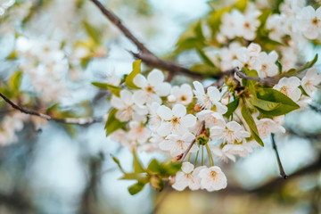 Cherry blossom background