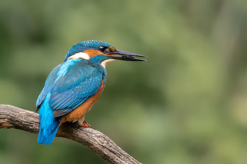 alcedo, animal, atthis, avian, background, beak, beautiful, bird, birdwatching, blue, branch, colorful, common, fauna, feather, fish, green, kingfisher, nature, orange, ornithology, river, white, wild