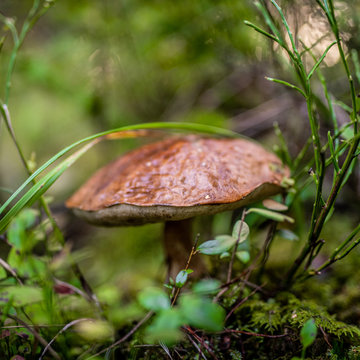 zbieranie grzyb&oacute;w - grzyb w runie leśnym