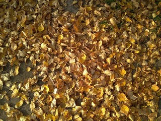 autumn leaves background