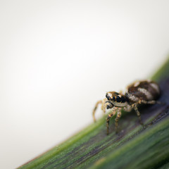 Springspinne
