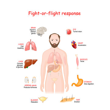 fight-or-flight. Stress response