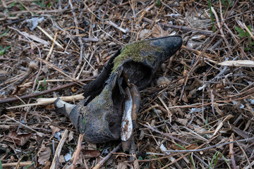 Abandoned woman's high heeled shoe lying on the ground, decaying with moss growing.