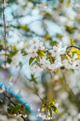 Cherry blossom background