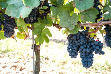 Fototapeta premium Black grapes in the vineyards of Beaujolais - France just before harvest