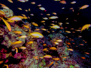 Fototapeta na wymiar Golden Anthias (Pseudanthias squamipinnis) in the Red Sea