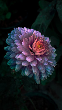 Pink petaled flower