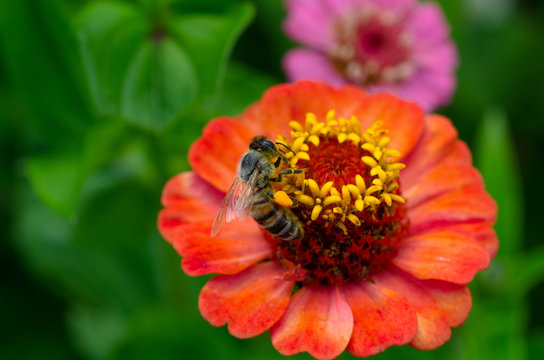 A bee pollinating an orange flower in macro