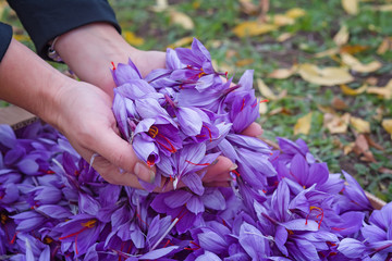Harvest Flowers of saffron after collection. Crocus sativus, commonly known as the "saffron crocus".Handful