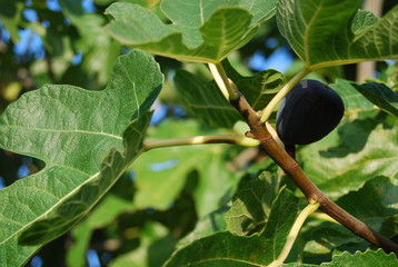 Spanish Fig Tree, Organic Fruit