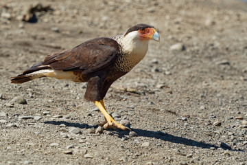 Northern Crested Caracara - Caracara cheriway  bird of prey in the family Falconidae, formerly considered conspecific with the southern caracara (plancus) and the extinct Guadalupe caracara (lutosa)