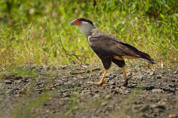 Northern Crested Caracara - Caracara cheriway  bird of prey in the family Falconidae, formerly considered conspecific with the southern caracara (plancus) and the extinct Guadalupe caracara (lutosa)