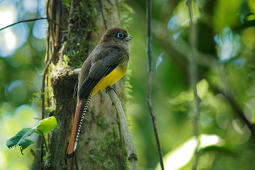 Trogon rufus - Black-throated Trogon, also yellow-bellied trogon, near passerine bird in the trogon family, Trogonidae, breeds in lowlands from Honduras south to western Ecuador and northern Argentina