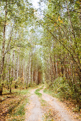 Scenic road in the forest. Autumn