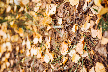 Autumn forest. fallen leaves background