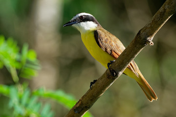 Great Kiskadee - Pitangus sulphuratus  passerine yellow and brown bird in the tyrant flycatcher family Tyrannidae, breeds in open woodland and around human habitation