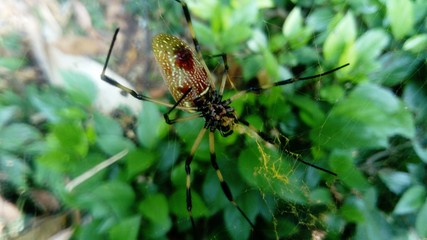 spider on leaf