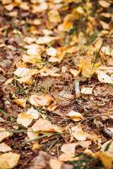 Autumn forest. fallen leaves background