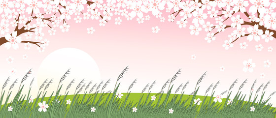 Horizontal template with cherry blossom with sun and wild grass flower on pink background, flowers falling from tree, Vector illustration background with Sakura branch in springtime