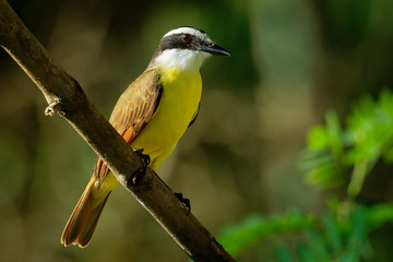 Great Kiskadee - Pitangus sulphuratus  passerine yellow and brown bird in the tyrant flycatcher...