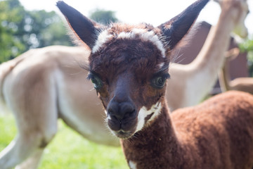Fototapeta premium M.L.S.