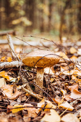 Wild boletus mushroom. Picking mushrooms. Autumn forest. Autumn inspiration. vegetarian diet food