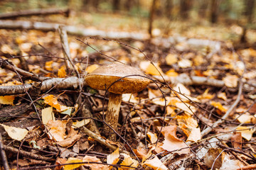 Wild boletus mushroom. Picking mushrooms. Autumn forest. Autumn inspiration. vegetarian diet food