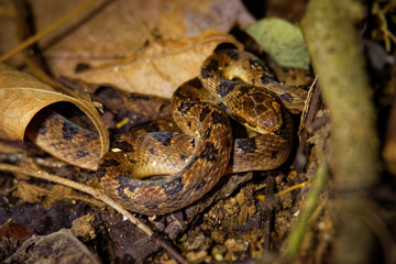Northern Cat-eyed Snake - Leptodeira septentrionalis species of medium-sized, slightly venomous snake, found from southern Texas to northern Colombia, Ecuador, Costa Rica