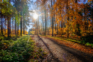 road in the forest
