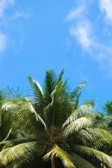 Coconut tree with blue sky in the background