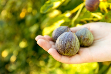 A handful of figs. Gardening, labor award