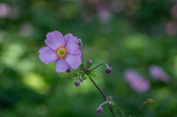 Anemone hupehensis japonica in bloom, beautiful pink flowering park ornamental plant