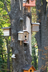 Birdhouses on tree. Wooden birdhouses on the tree, close up. Multi-colored wooden birdhouses on trees in public park	