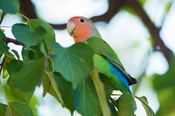 Rosy-faced lovebird perches on branch close up