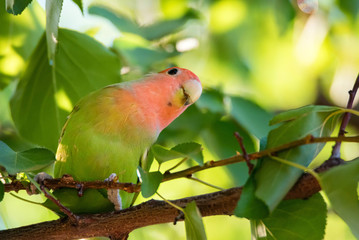 Rosy-faced lovebird perches on branch close up