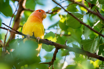 Rosy-faced lovebird perches on branch close up