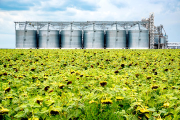Distant view of sunflower oil refinery in a field