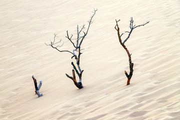 The Great Dune of Pyla (or Pilat). Fragment.  Arcachon Bay, France.